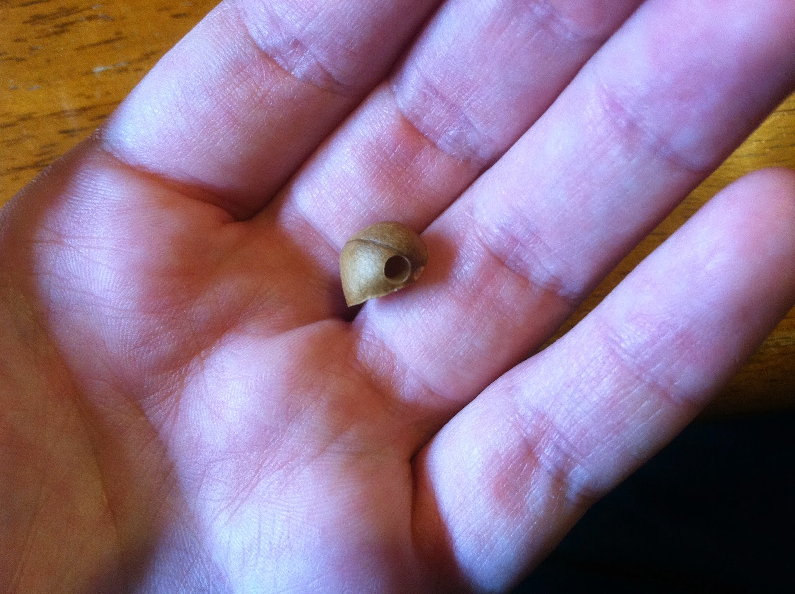 The Wakefields in Mexico The Parable of the Lost Mexican Jumping Beans